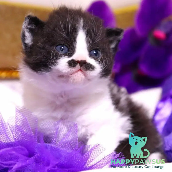 Derec Selkirk Rex male black bicolour - live animals