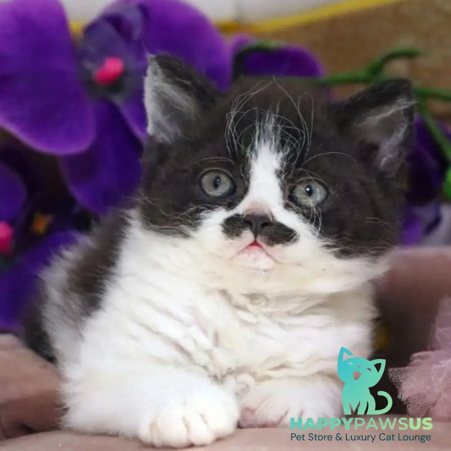 Derec Selkirk Rex male black bicolour - live animals