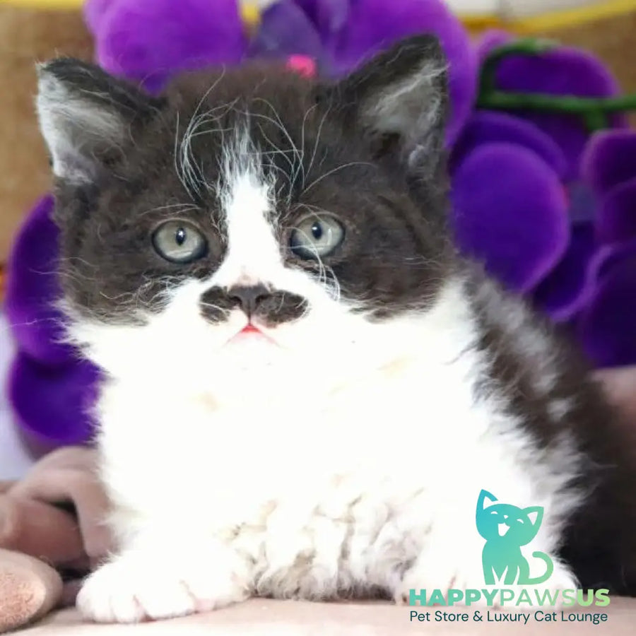 Derec Selkirk Rex male black bicolour - live animals