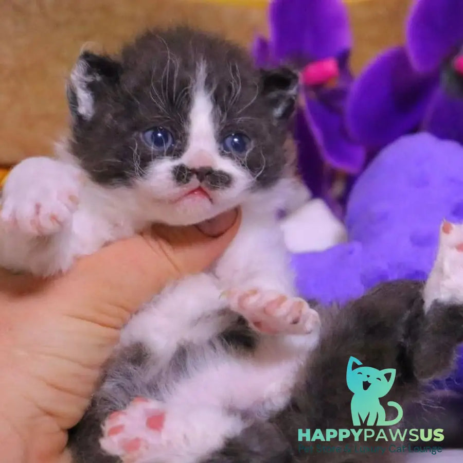 Derec Selkirk Rex male black bicolour - live animals
