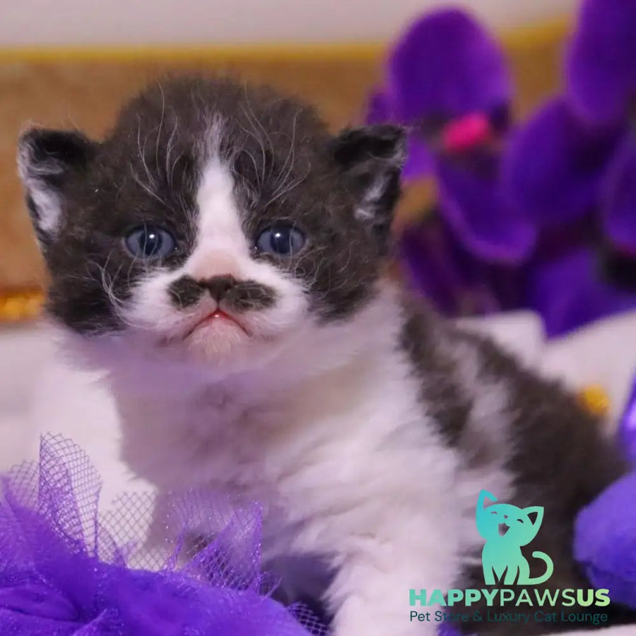 Derec Selkirk Rex male black bicolour - live animals