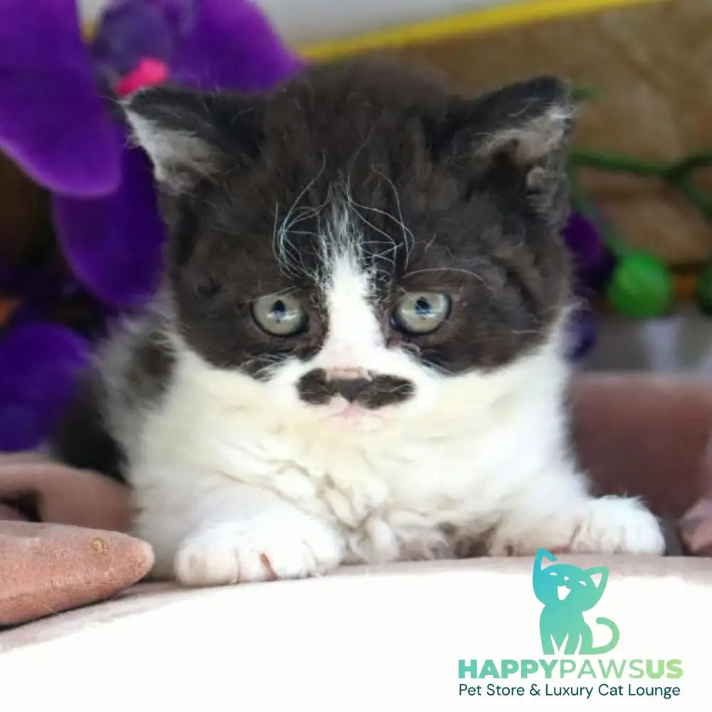 Derec Selkirk Rex male black bicolour - live animals