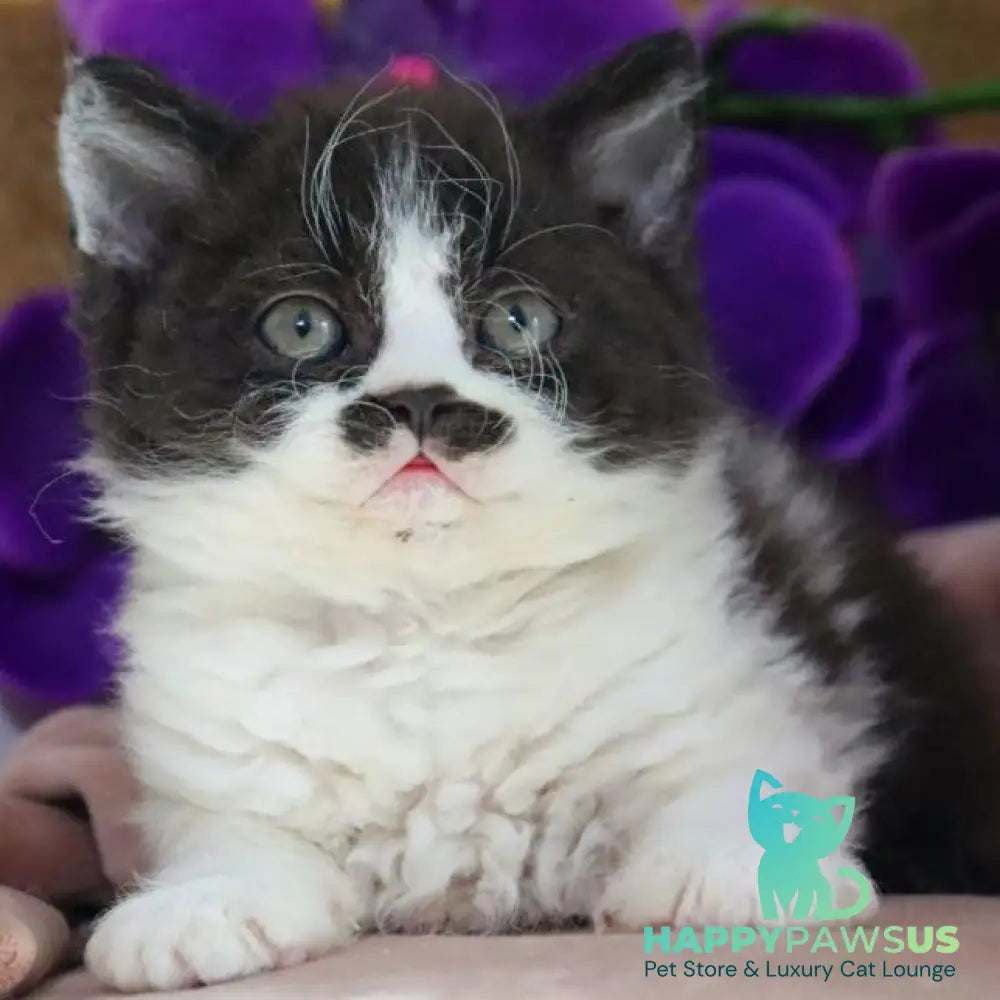 Derec Selkirk Rex male black bicolour - live animals