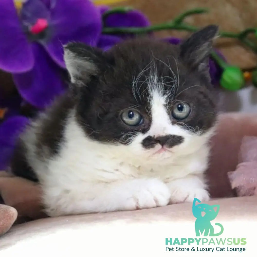 Derec Selkirk Rex male black bicolour - live animals