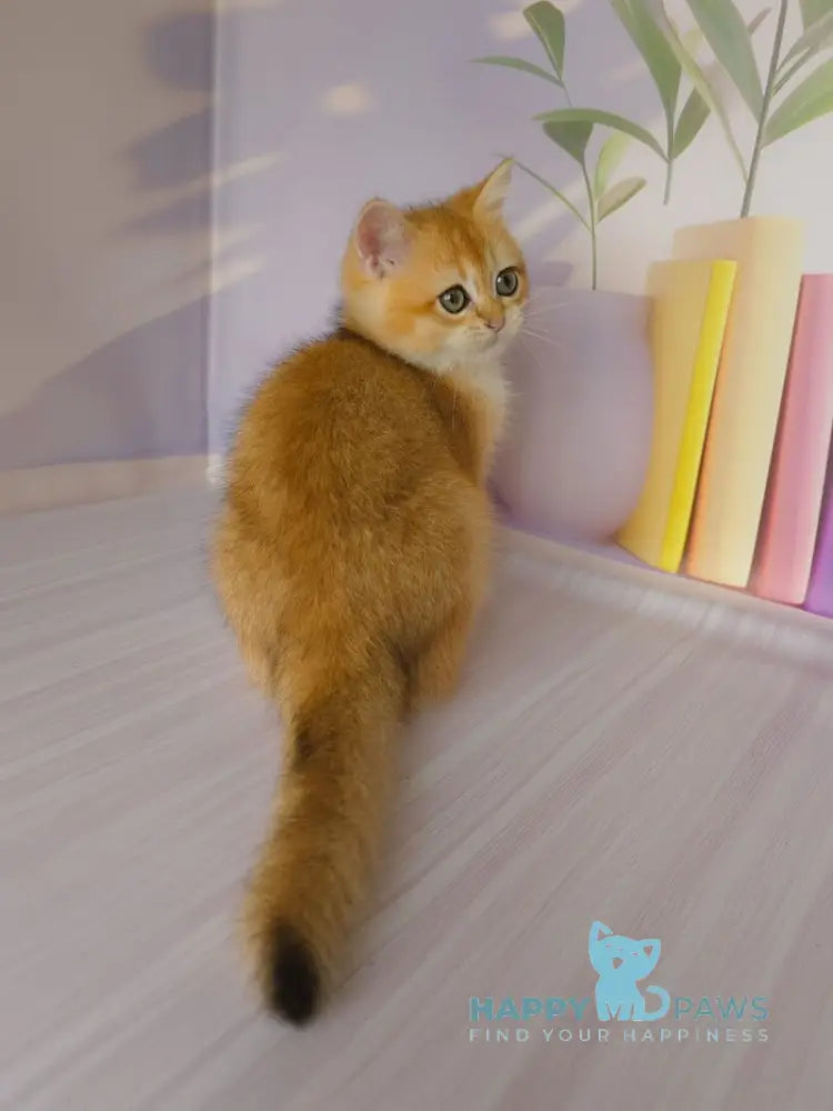 Derek British Shorthair male black golden chinchilla live animals
