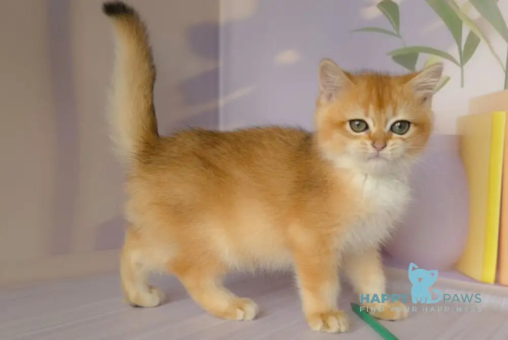 Derek British Shorthair male black golden chinchilla live animals