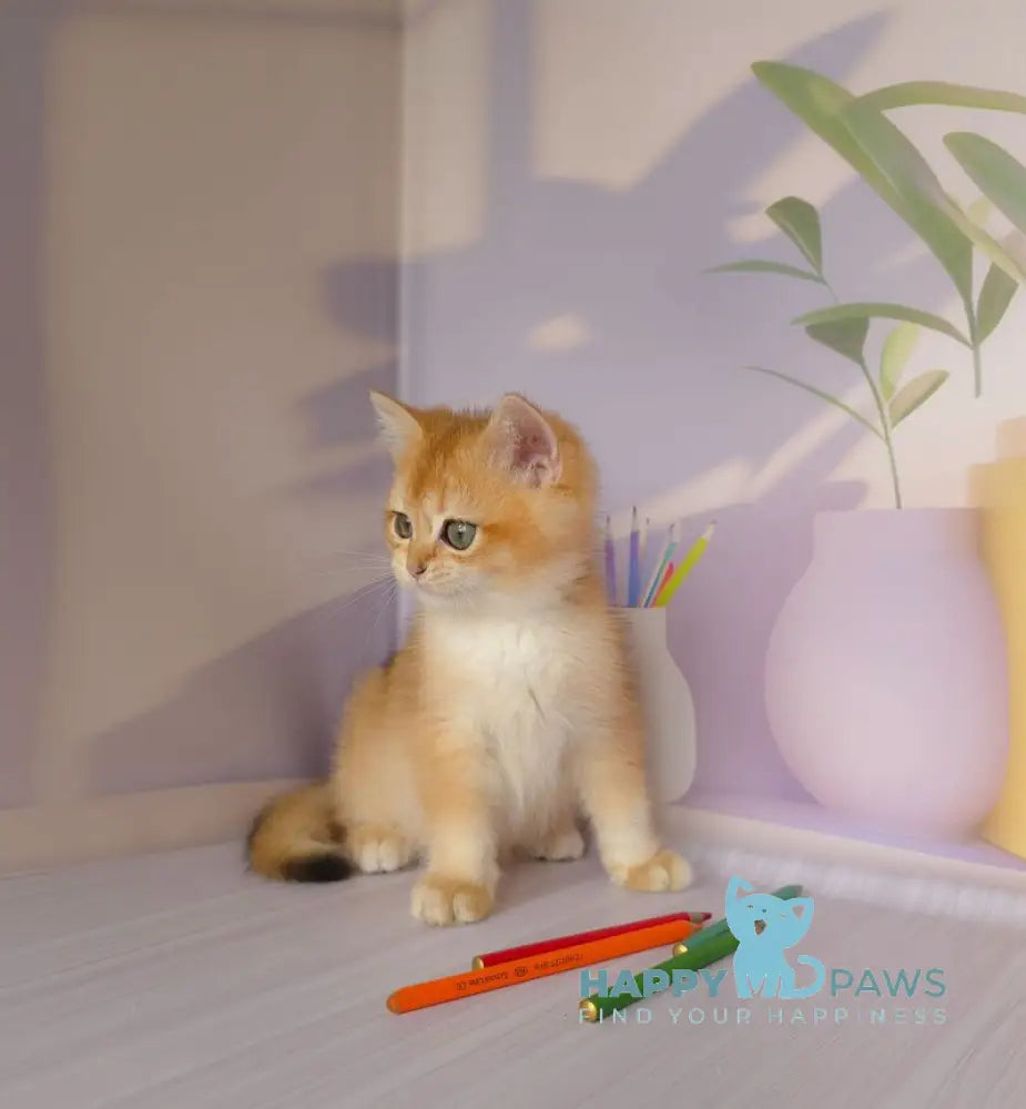 Derek British Shorthair male black golden chinchilla live animals
