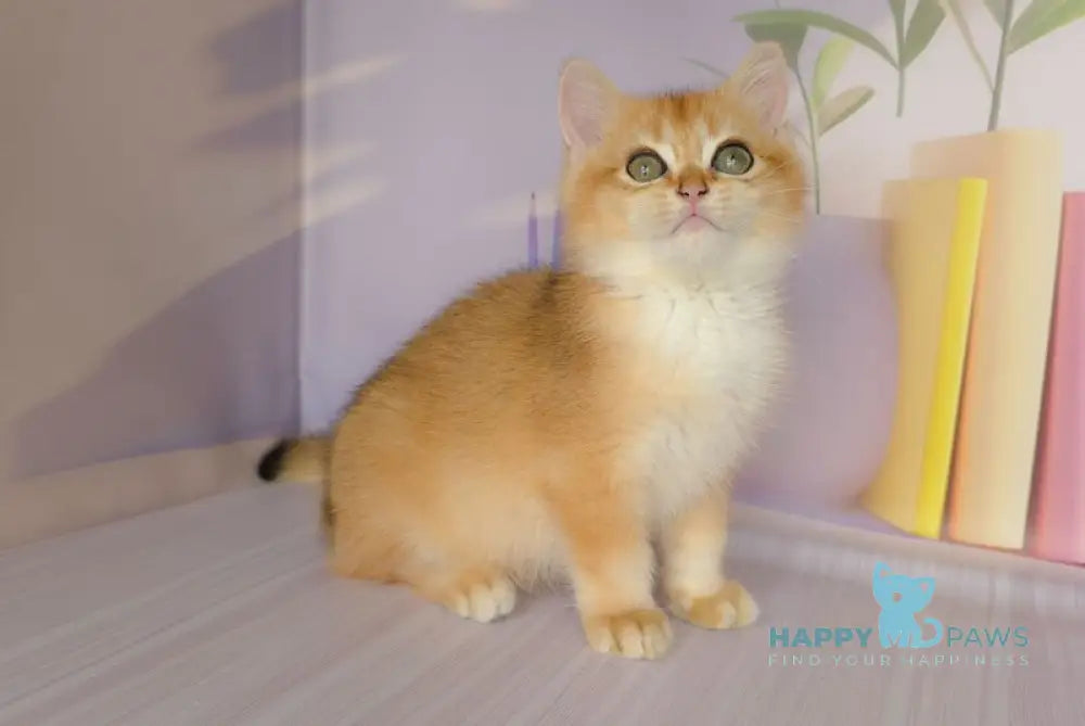 Derek British Shorthair male black golden chinchilla live animals