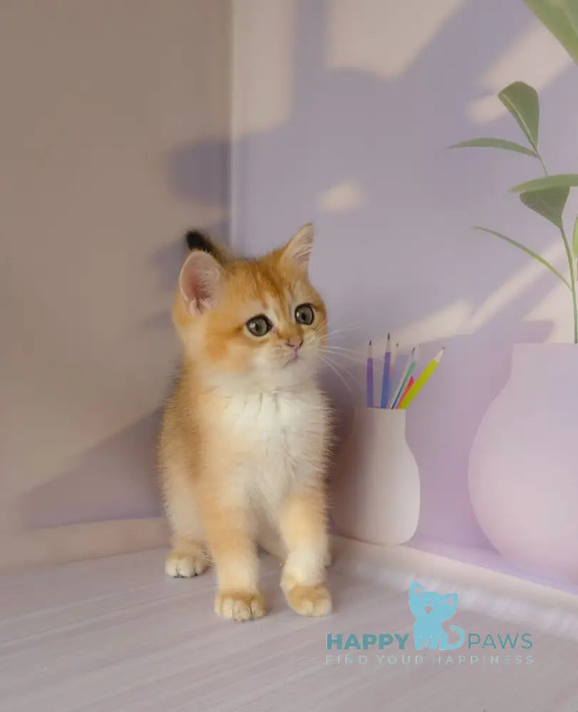 Derek British Shorthair male black golden chinchilla live animals