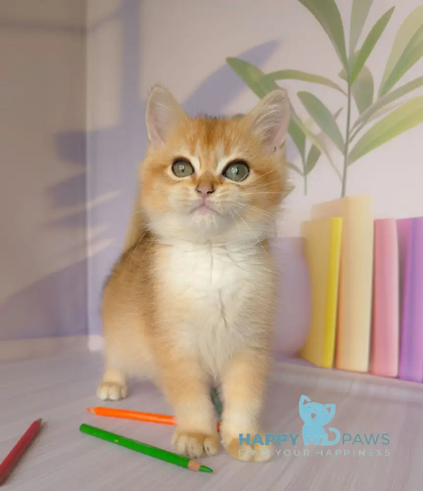 Derek British Shorthair male black golden chinchilla live animals