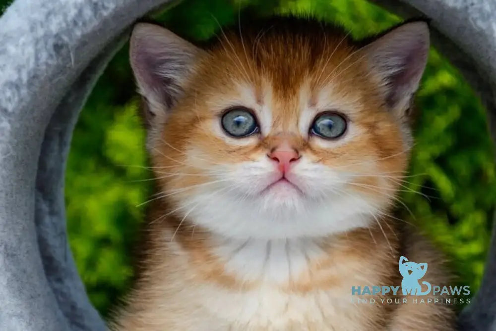 Derek Scottish Straight male black golden ticked tabby - live animals