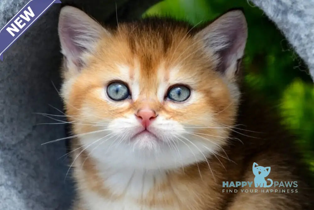 Derek Scottish Straight male black golden ticked tabby - live animals