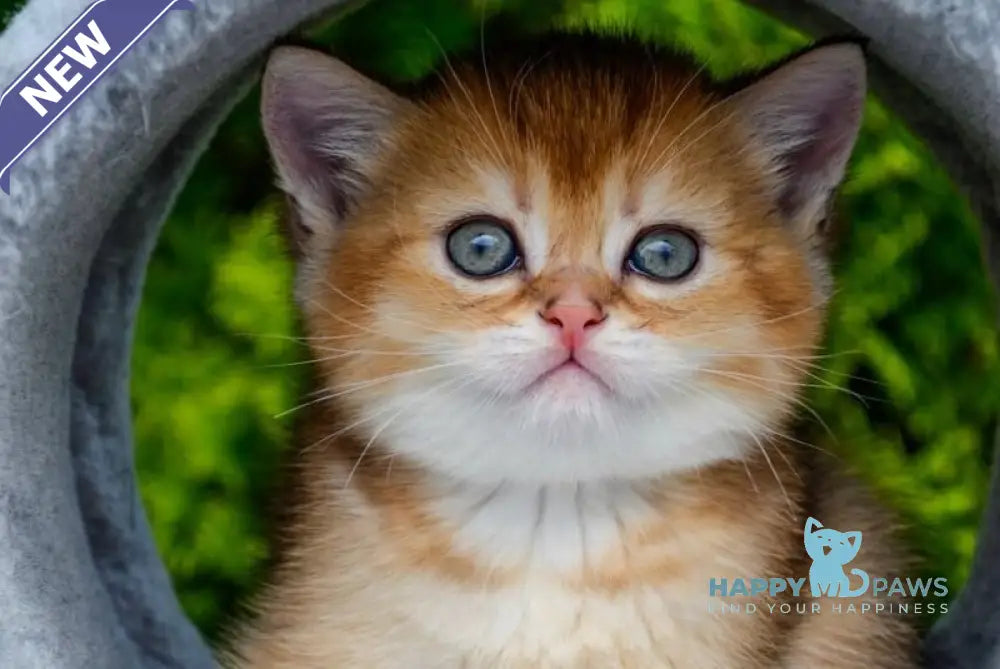 Derek Scottish Straight male black golden ticked tabby - live animals