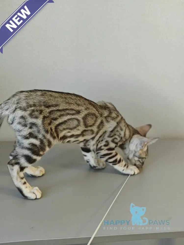 DeSoto Bengal male black silver spotted tabby live animals