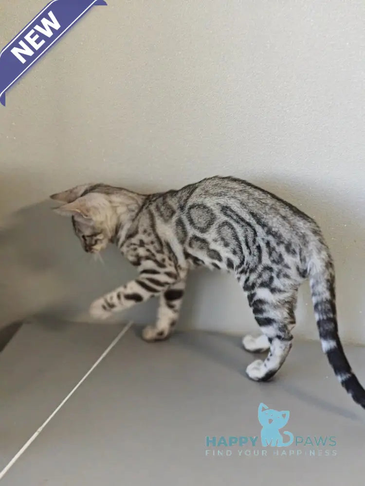 DeSoto Bengal male black silver spotted tabby live animals