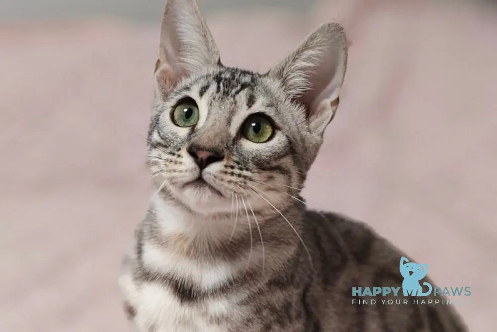 DeSoto Bengal male black silver spotted tabby live animals