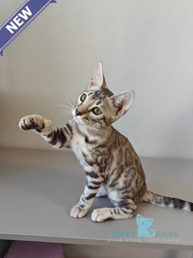 DeSoto Bengal male black silver spotted tabby live animals