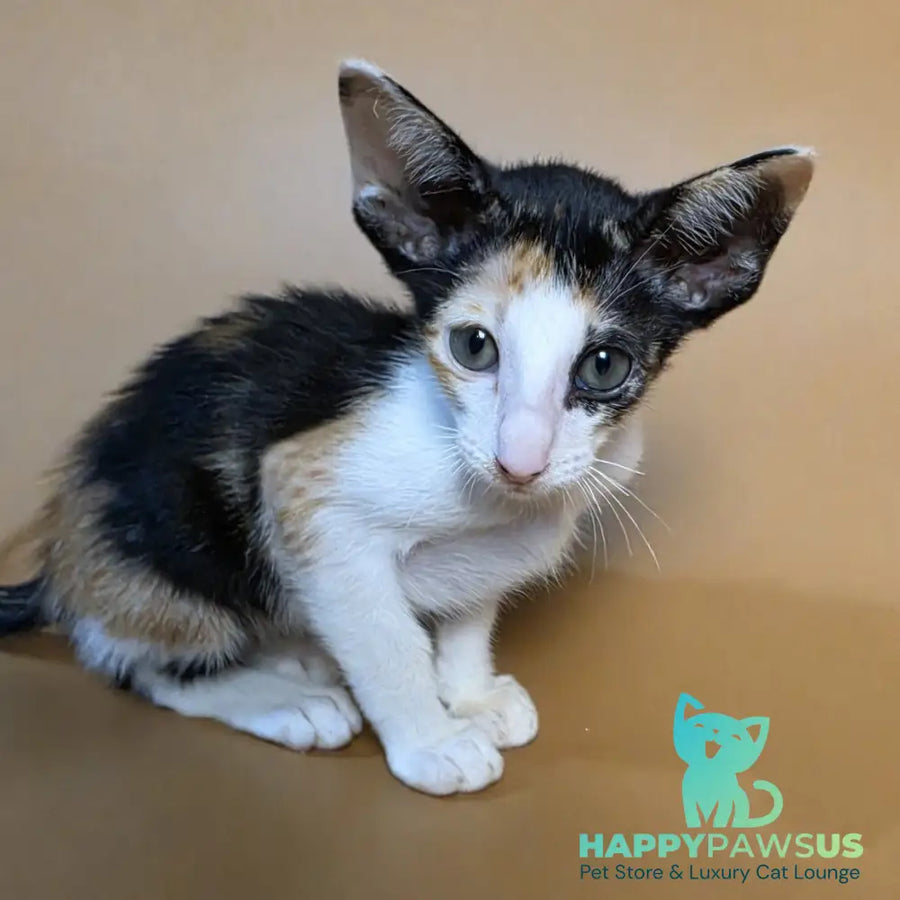 Dessert Rose Oriental Shorthair female black tortie bicolour - live animals