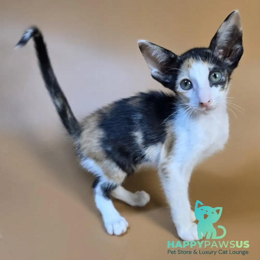 Dessert Rose Oriental Shorthair female black tortie bicolour - live animals