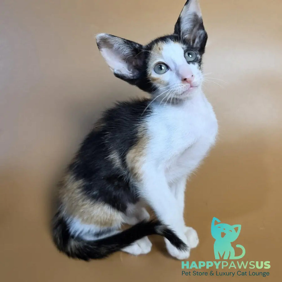 Dessert Rose Oriental Shorthair female black tortie bicolour - live animals