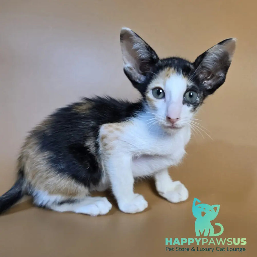 Dessert Rose Oriental Shorthair female black tortie bicolour - live animals