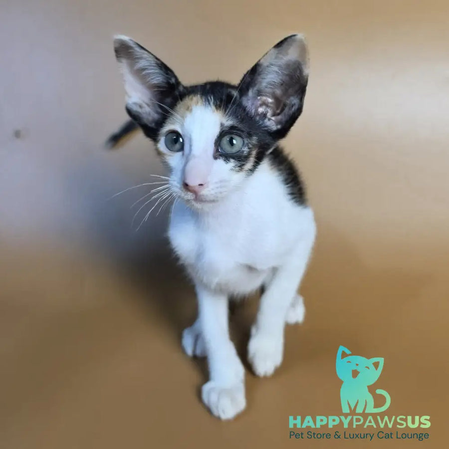 Dessert Rose Oriental Shorthair female black tortie bicolour - live animals