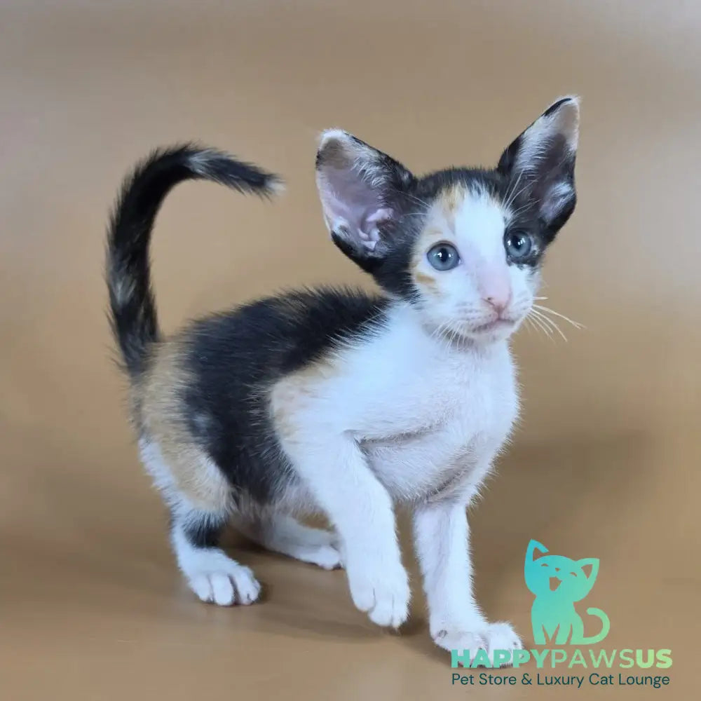 Dessert Rose Oriental Shorthair female black tortie bicolour - live animals