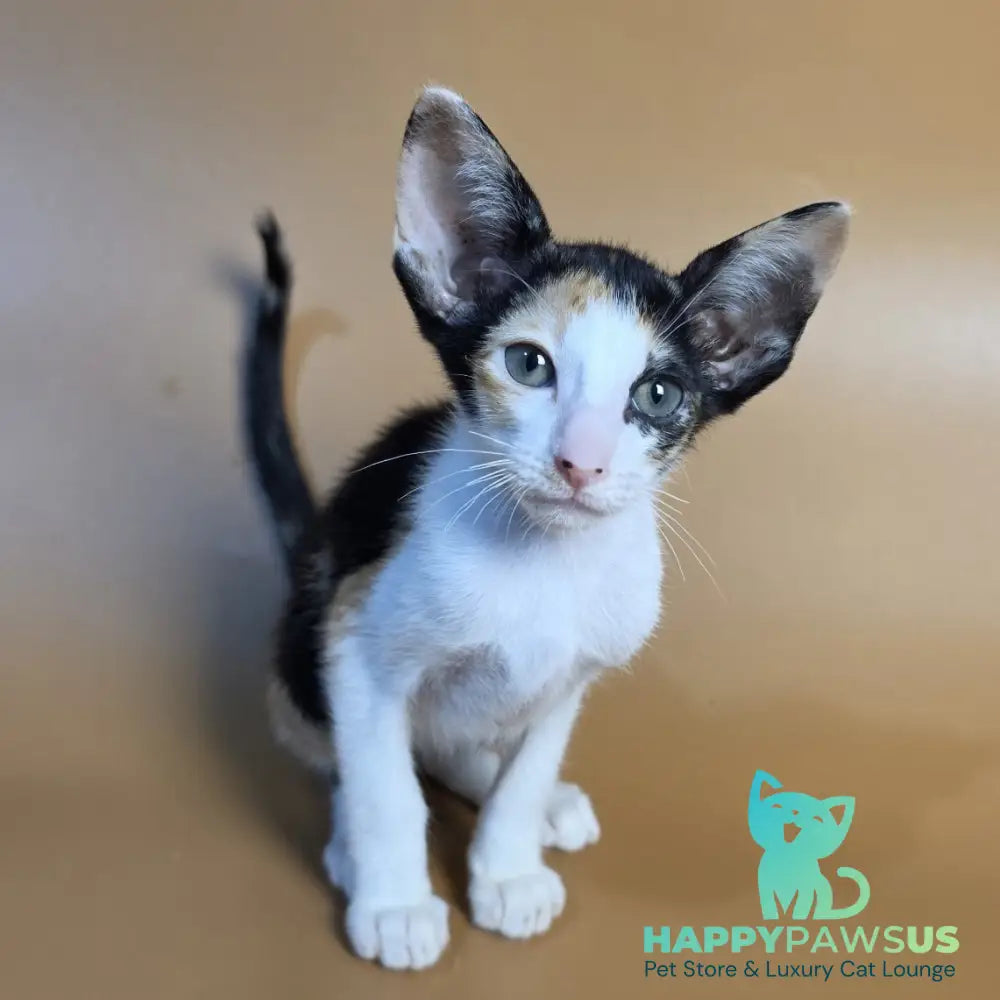 Dessert Rose Oriental Shorthair female black tortie bicolour - live animals