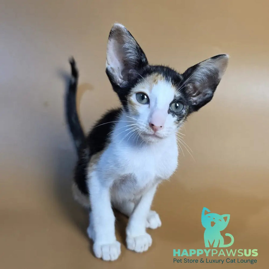 Dessert Rose Oriental Shorthair female black tortie bicolour - live animals