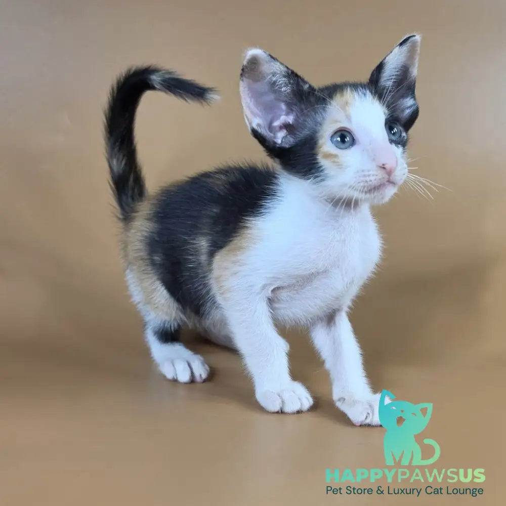 Dessert Rose Oriental Shorthair female black tortie bicolour - live animals