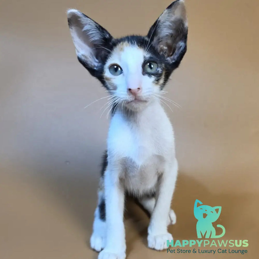 Dessert Rose Oriental Shorthair female black tortie bicolour - live animals