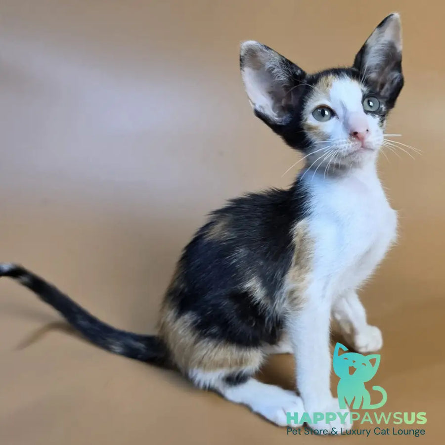 Dessert Rose Oriental Shorthair female black tortie bicolour - live animals