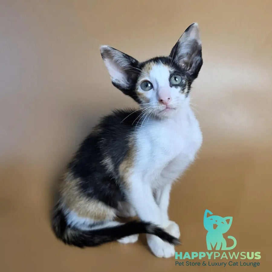 Dessert Rose Oriental Shorthair female black tortie bicolour - live animals