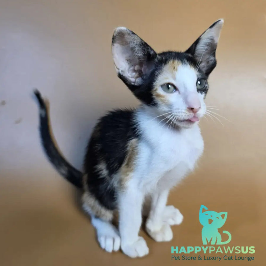Dessert Rose Oriental Shorthair female black tortie bicolour - live animals