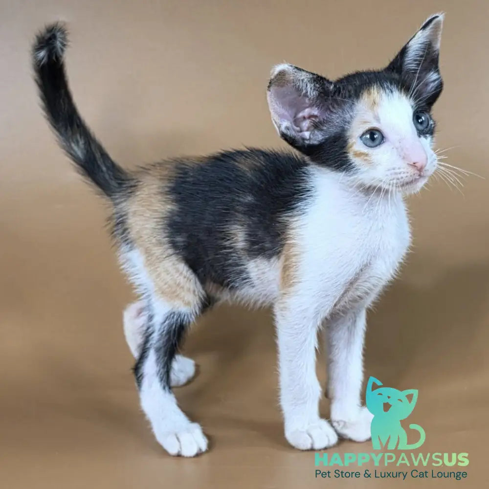 Dessert Rose Oriental Shorthair female black tortie bicolour - live animals