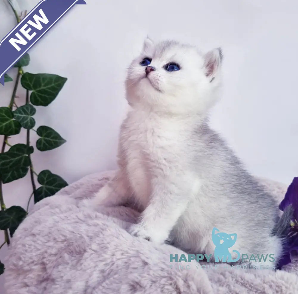 Dessy British Shorthair female black silver shaded live animals