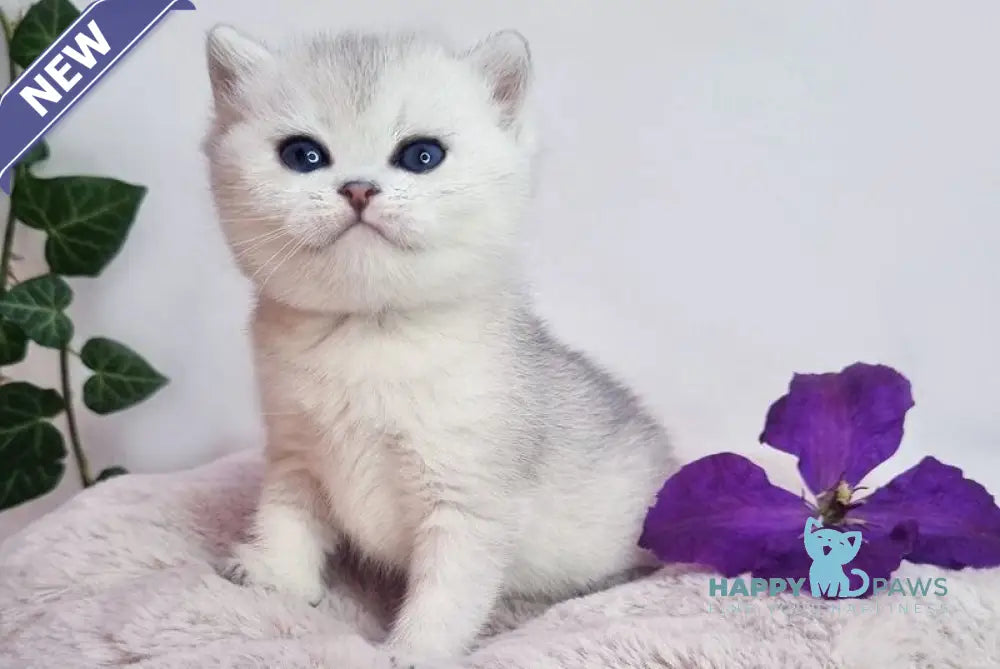 Dessy British Shorthair female black silver shaded live animals
