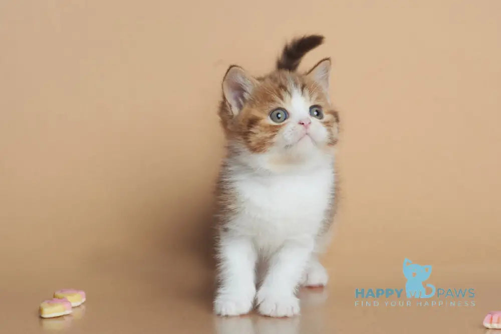 Dessy British Shorthair male chocolate spotted tabby bicolour live animals