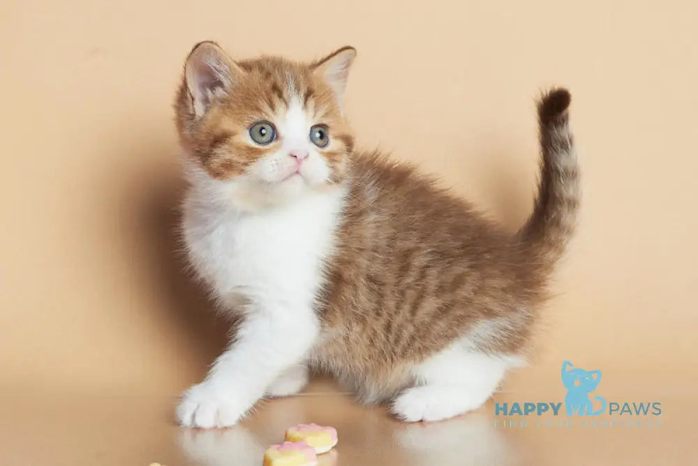 Dessy British Shorthair male chocolate spotted tabby bicolour live animals