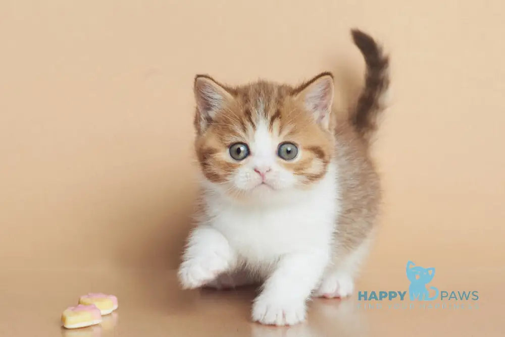 Dessy British Shorthair male chocolate spotted tabby bicolour live animals