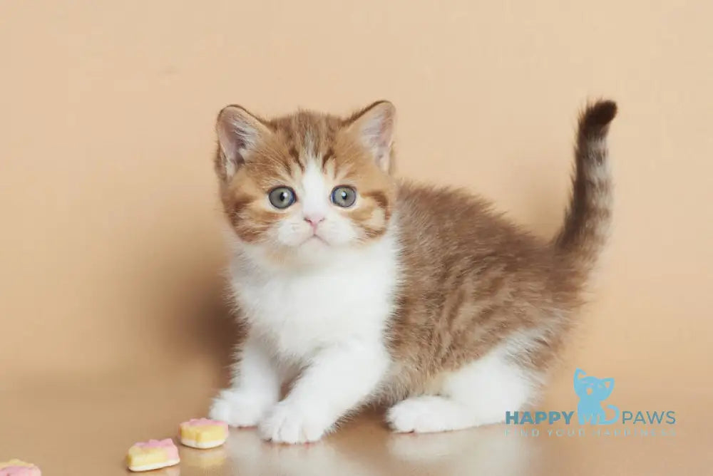 Dessy British Shorthair male chocolate spotted tabby bicolour live animals