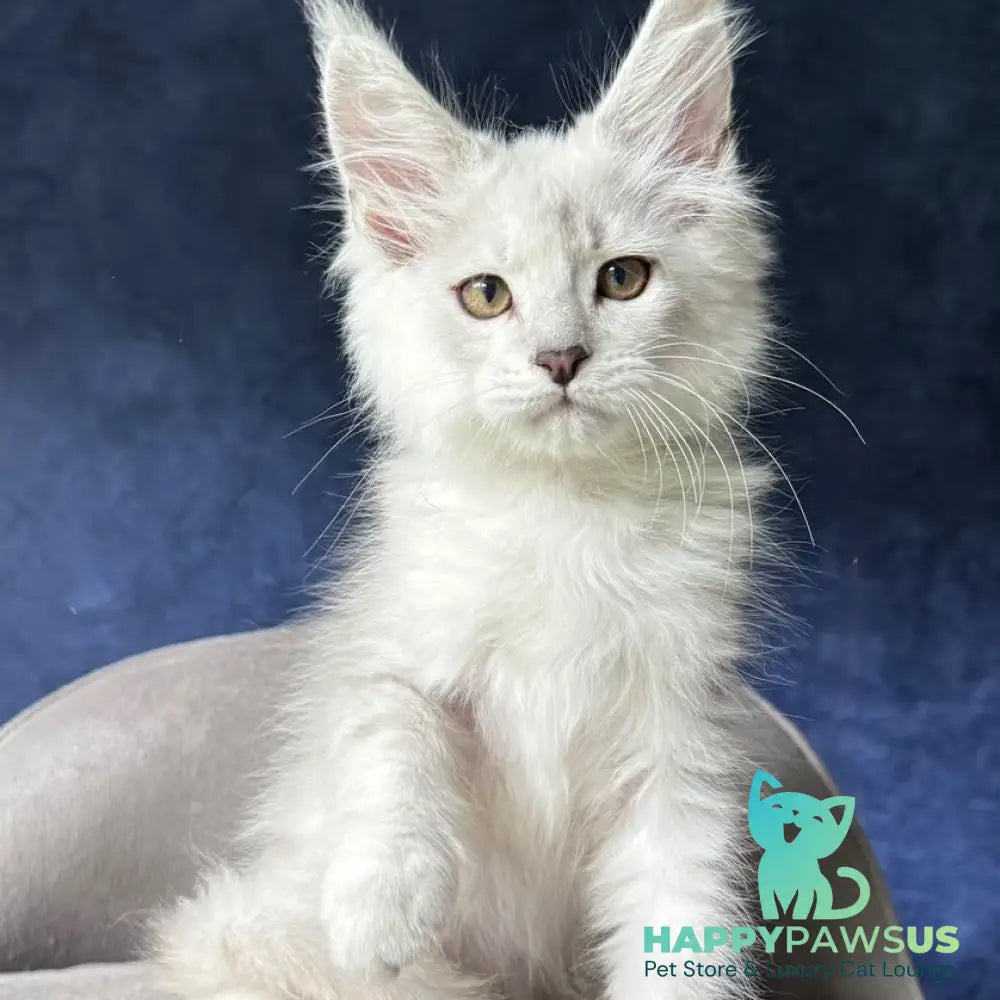 Devil Maine Coon male black silver shaded - live animals