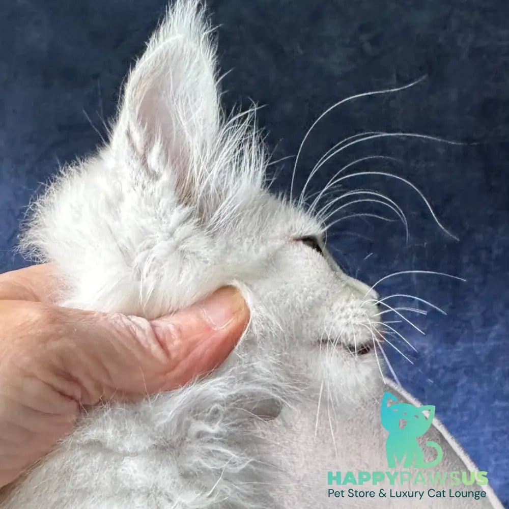 Devil Maine Coon male black silver shaded - live animals