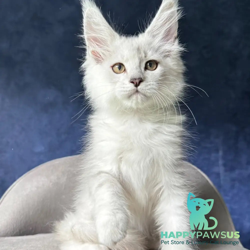 Devil Maine Coon male black silver shaded - live animals