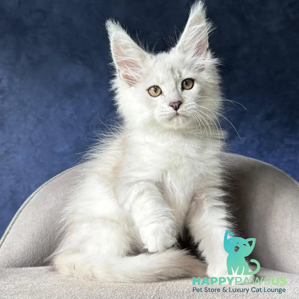 Devil Maine Coon male black silver shaded - live animals