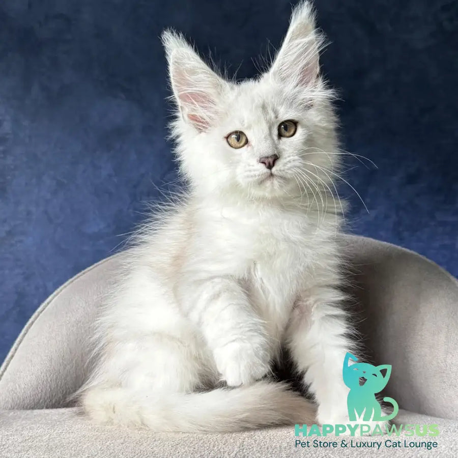 Devil Maine Coon male black silver shaded - live animals