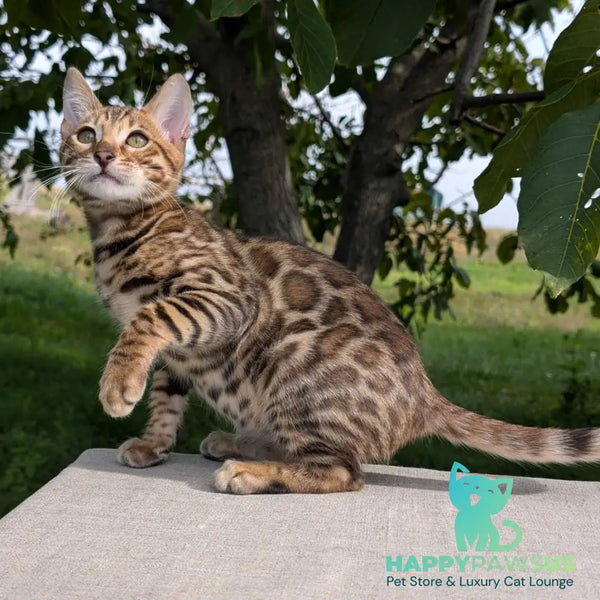 Dexter Bengal male black spotted tabby - live animals