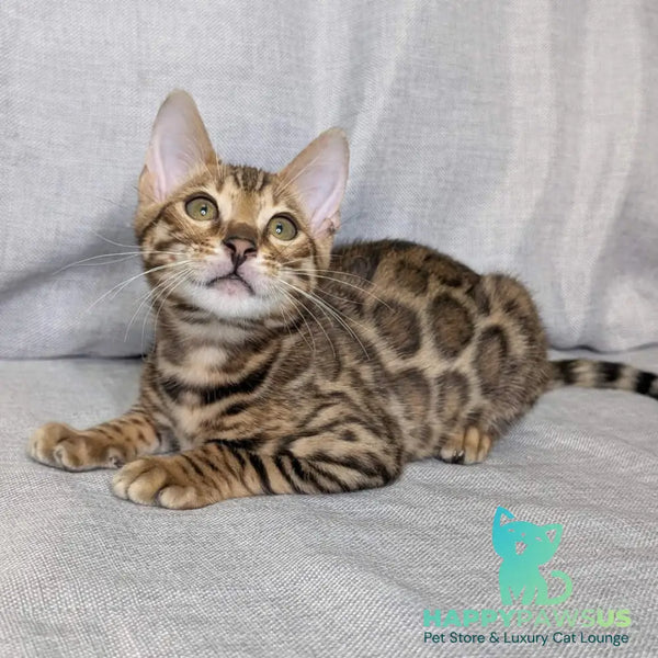 Dexter Bengal male black spotted tabby - live animals