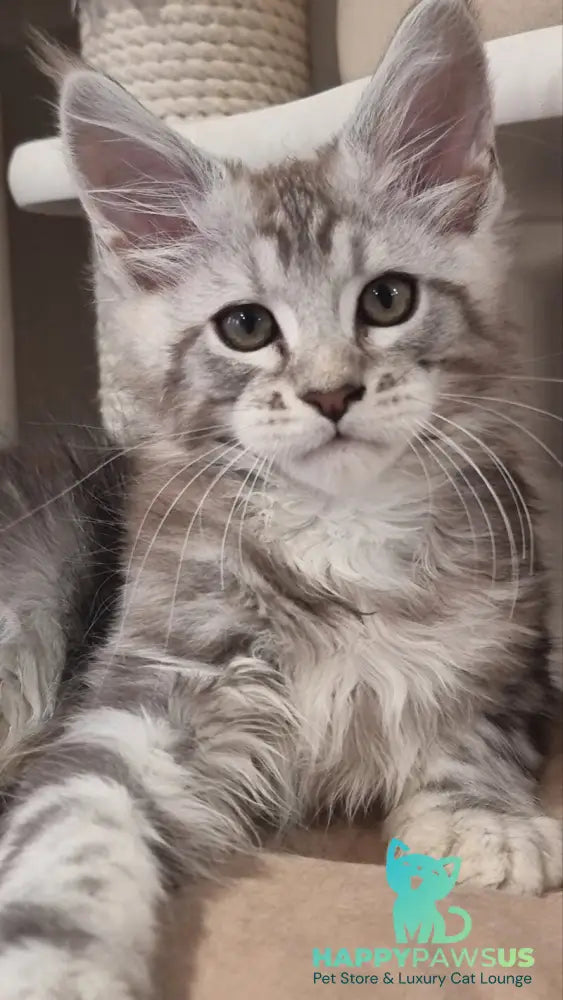 Dexter Maine Coon male black silver tabby - live animals