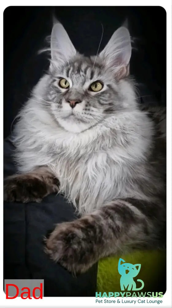 Dexter Maine Coon male black silver tabby - live animals